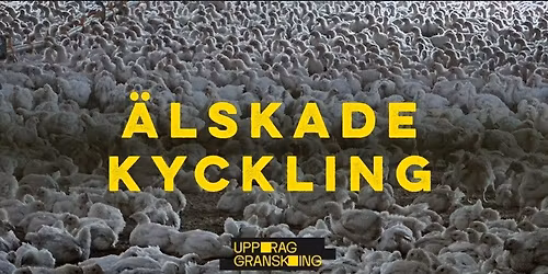 Filmkv\u00e4ll med djuretiska utskottet p\u00e5 VMF