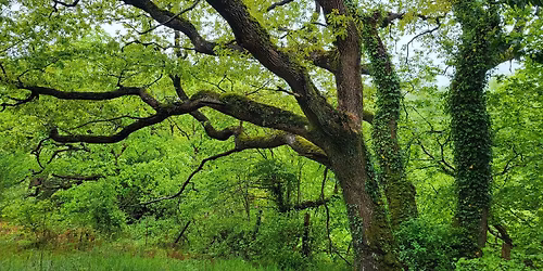 Discover Glenarm Nature Reserve: Woodland Wildlife Walk exclusively for Ulster Wildlife members
