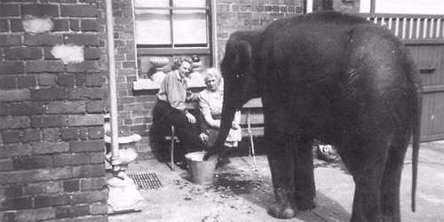 Sheila the Elephant: A Wartime Tale from Belfast
