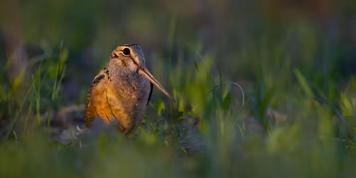 Evening Woodcock Social at Marian Byrnes Natural Area
