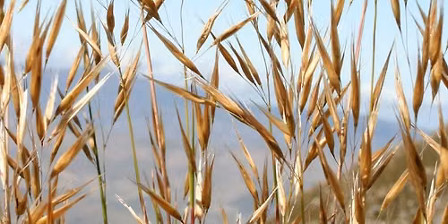 The fascinating world of grasses