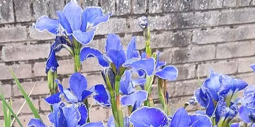 Iris Sibirica Open Day