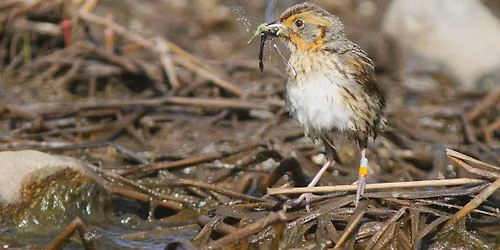 Sharp-tailed Sparrow Workshop & Field Trip