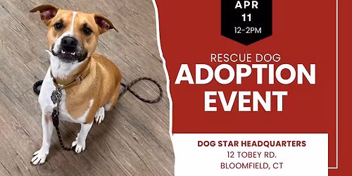 Adopt a Rescue Dog in Bloomfield CT