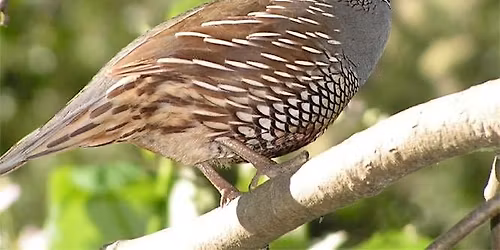 First Day of Summer Beginners' Plant and Bird Identification Walk