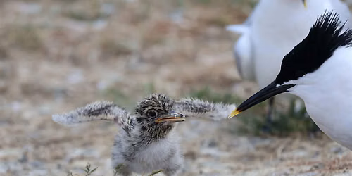 Whitewash and Fluffy Chicks: 20 years of the Forvie tern colony