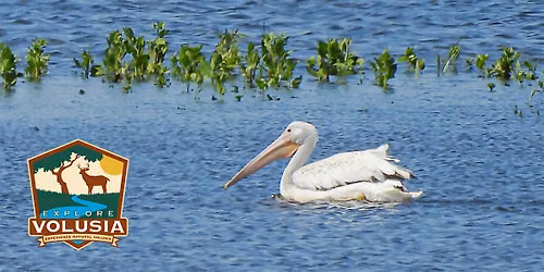 Birding While Boating Paddle