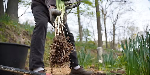 Volunteering: Dig Up the Daffodils Days