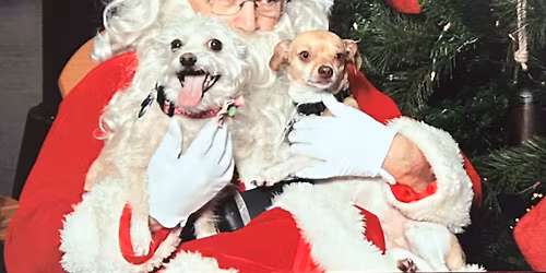 Santa Paws photos