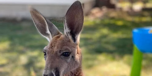 Freedom Day - Ski\u2019s Exotic Mobile Petting Zoo @ A&W Nisswa