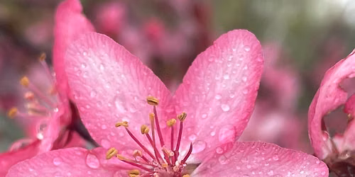 The Music of Origins Series: Matthew Crays + Pollination Celebration
