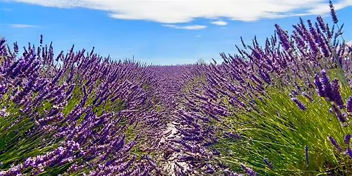 NEW Lavender 101 Interactive Workshop