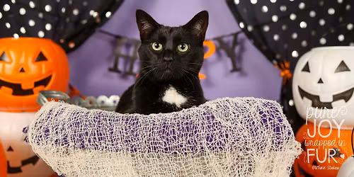 Halloween Pet Photo Minis