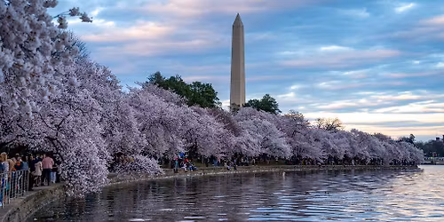 Cherry Blossoms - D.C. Express Red-Eye Bus Trip