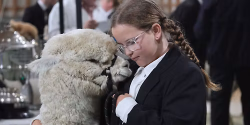 Manawatu A&P Show - Alpaca Section