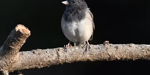 End of Winter Bird Walk