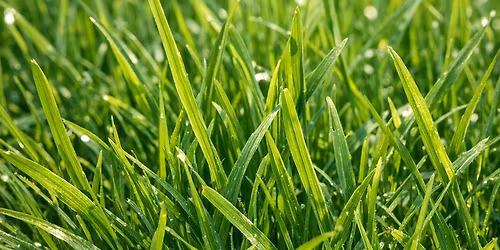 🌿 Join the Rolling Green Lawn Care Team! 🌿