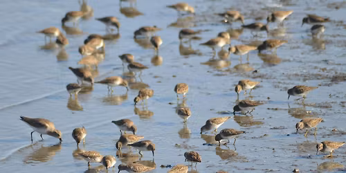 Mudflat Creatures