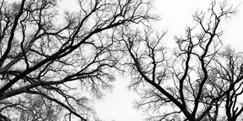 "Atmospheric Trees" Charcoal Drawing Event at Grit & Mane!