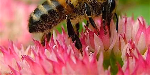 Buzz Into the World of Bees
