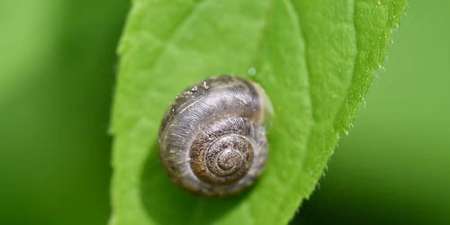 Little Explorers: Snails and Slugs