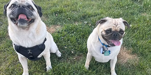 Pug Meet-Up 