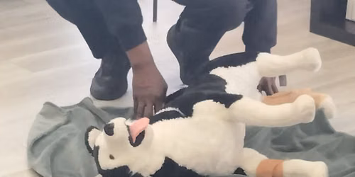 Pet First Aid CPR 2 yr Certification for Professional Pet Care Providers