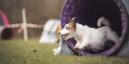 Du\u0161i\u010dkov\u00e9 Hops\u00e1n\u00ed - neofici\u00e1ln\u00ed agility z\u00e1vody