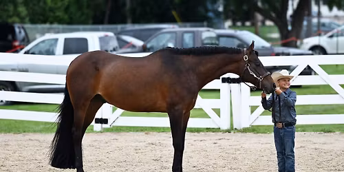 FDL Fuzzy Wuzzy Open Horse Show