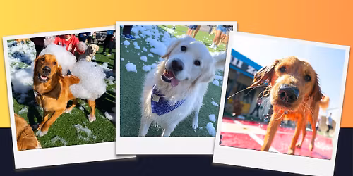 Houston Golden Party