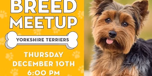 Breed Meetup: Yorkshire Terriers