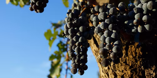 Emporium Wine Dinner: Cabernet Sauvignon Celebration