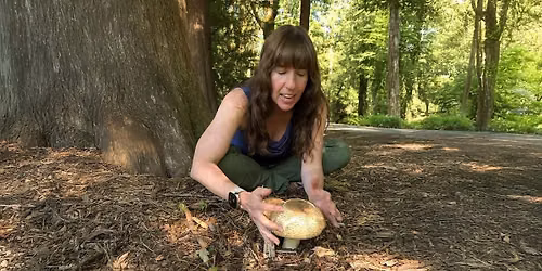 Mushroom Mania:  A Fungal Foray