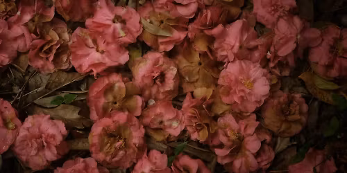 Alela Diane in La Roche-sur-yon