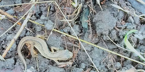 Young Rangers - Sutton Courtenay, Saturday 21 March