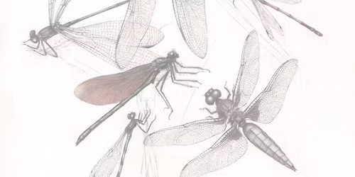 Vernis\u00e1\u017e ilustrac\u00ed Pavla Dvorsk\u00e9ho