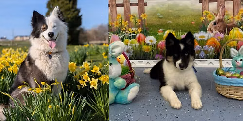 Yakutian Laika Club UK Breed Match Day
