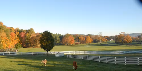 Open Day at New Pond Farm