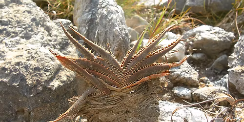 Le Aloe del Madagascar, di Giuseppe Orlando