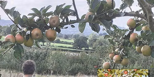 Fruit tree care and grafting session