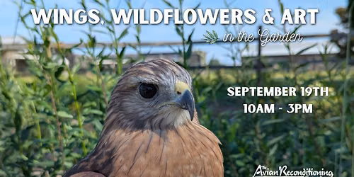 Wings, Wildflowers and Art in the Garden