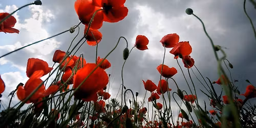 Armistice Day Service 