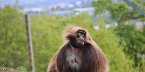 Conservation Walk & Talk - Sold Out