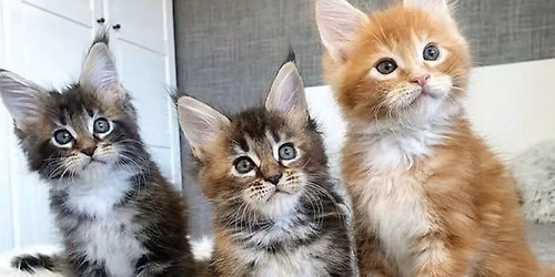 kittens in need of homes