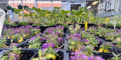 Ledyard Agri-Science Annual Plant Sale 