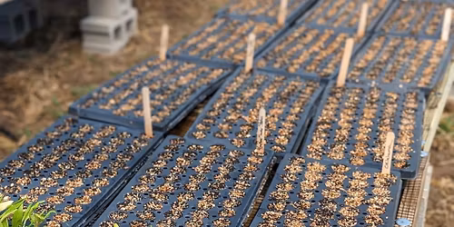 Seedling Starting Workshop - GLIF Growing Together Series