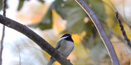 Tweet tidings! Bird ornaments craft