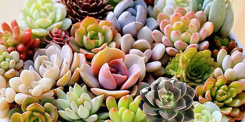 Mother\u2019s Day Succulent Bar