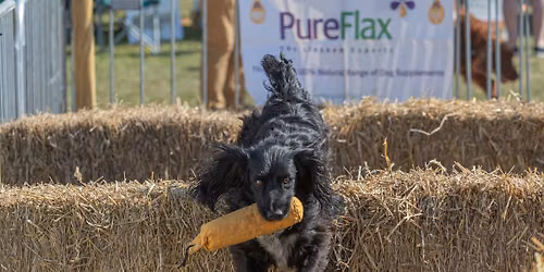 Ashby Show - Scurries and Demonstrations