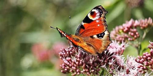 Les papillons de la Palu